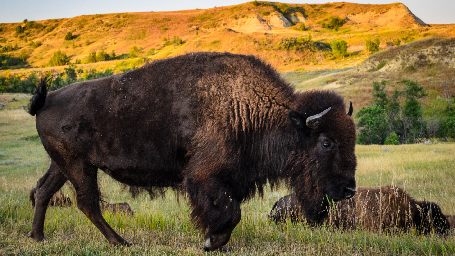 Theodore Roosevelt National Park Badlands North Dakota Bison Brady Dutchak