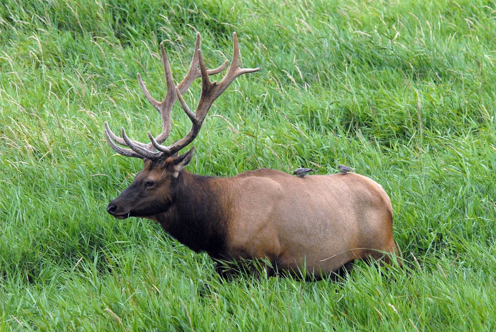 Roosevelt Elk Dakota Zoo BradyHomesND